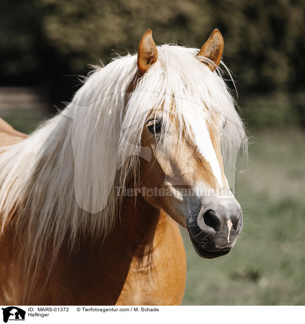 Haflinger / Haflinger / MARS-01372