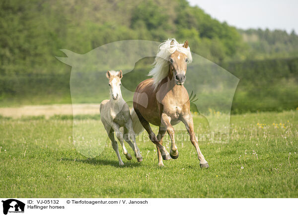 Haflinger / Haflinger horses / VJ-05132