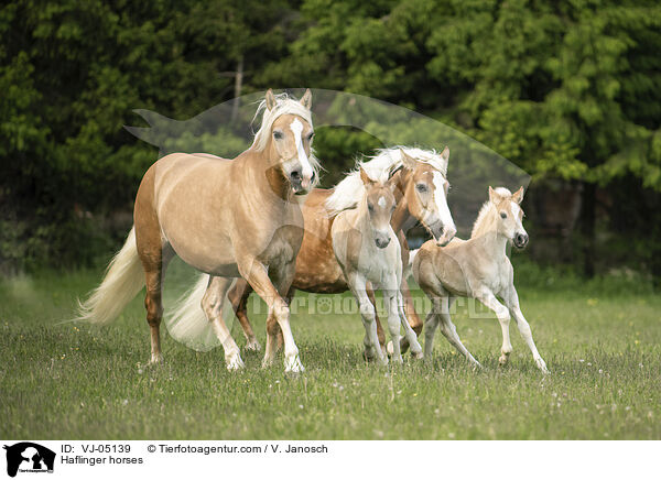 Haflinger / Haflinger horses / VJ-05139