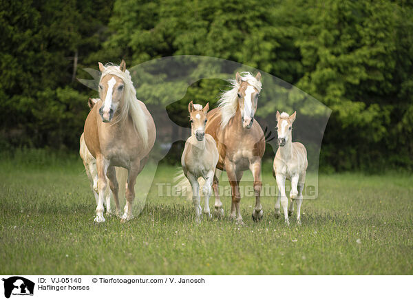 Haflinger horses / VJ-05140