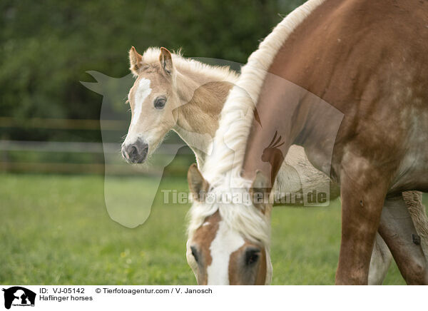 Haflinger / Haflinger horses / VJ-05142