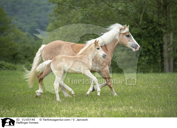 Haflinger / Haflinger horses / VJ-05146