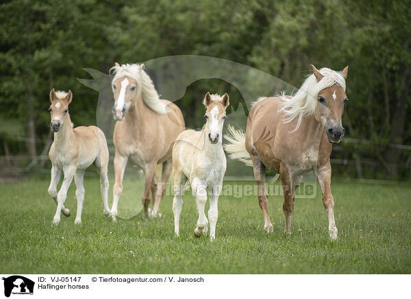 Haflinger horses / VJ-05147