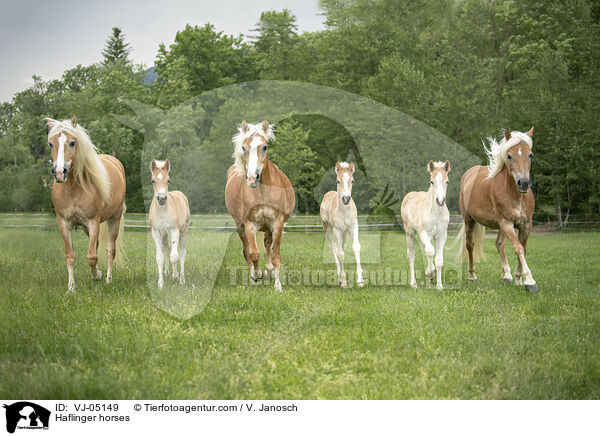 Haflinger / Haflinger horses / VJ-05149