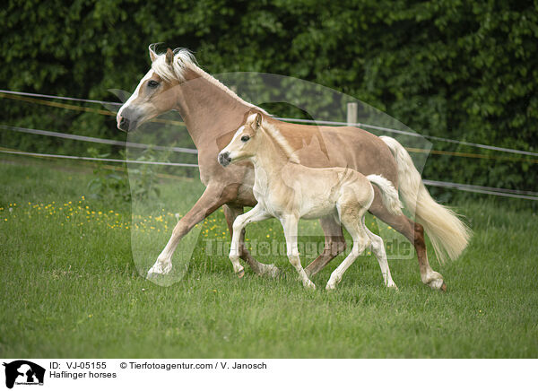 Haflinger horses / VJ-05155