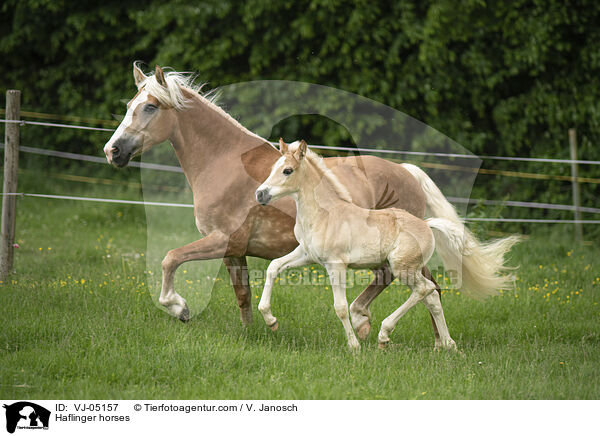 Haflinger / Haflinger horses / VJ-05157