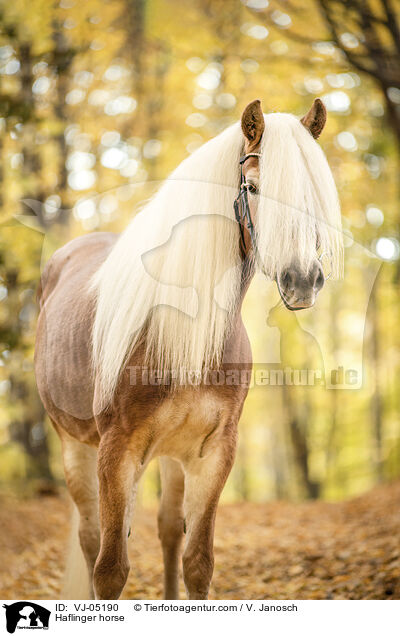 Haflinger / Haflinger horse / VJ-05190