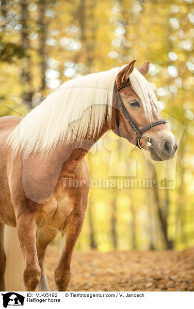 Haflinger / Haflinger horse / VJ-05192