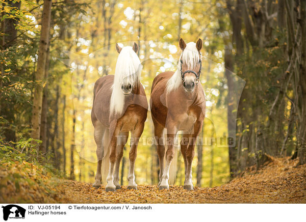 Haflinger / Haflinger horses / VJ-05194