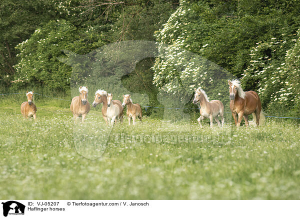 Haflinger Herde / Haflinger horses / VJ-05207