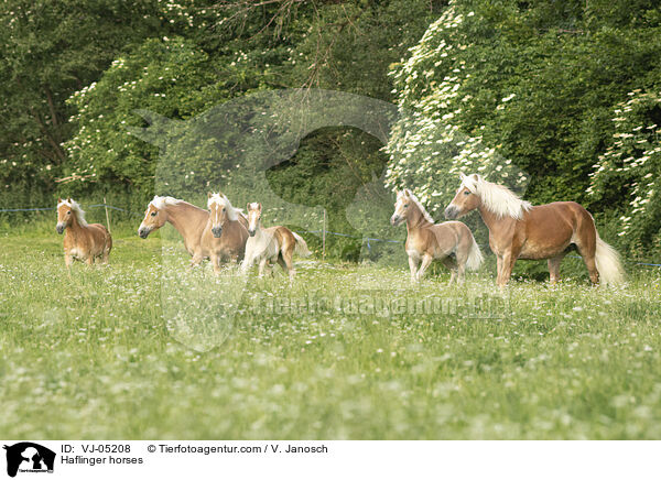 Haflinger Herde / Haflinger horses / VJ-05208
