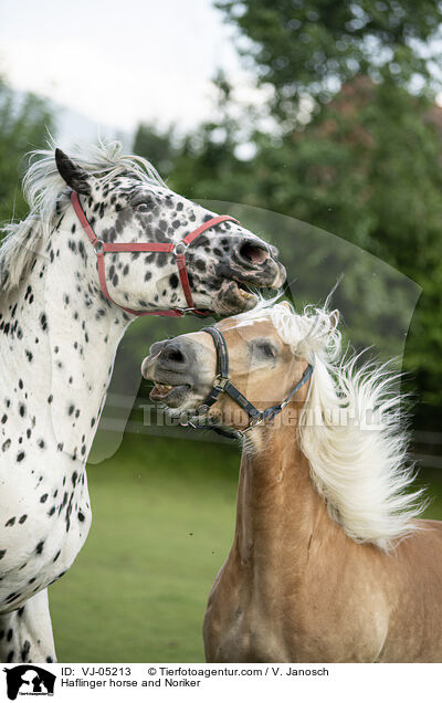 Haflinger horse and Noriker / VJ-05213