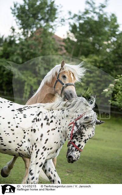 Haflinger horse and Noriker / VJ-05215