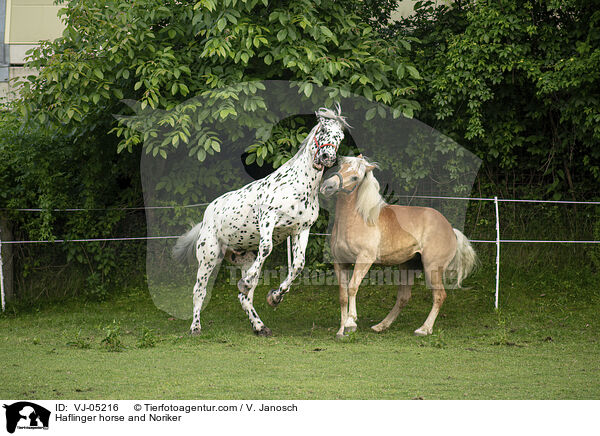 Haflinger horse and Noriker / VJ-05216