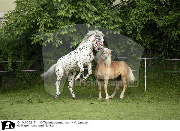 Haflinger und Noriker / Haflinger horse and Noriker / VJ-05217