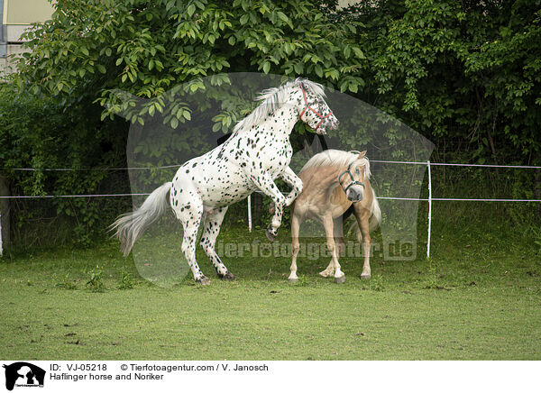 Haflinger und Noriker / Haflinger horse and Noriker / VJ-05218