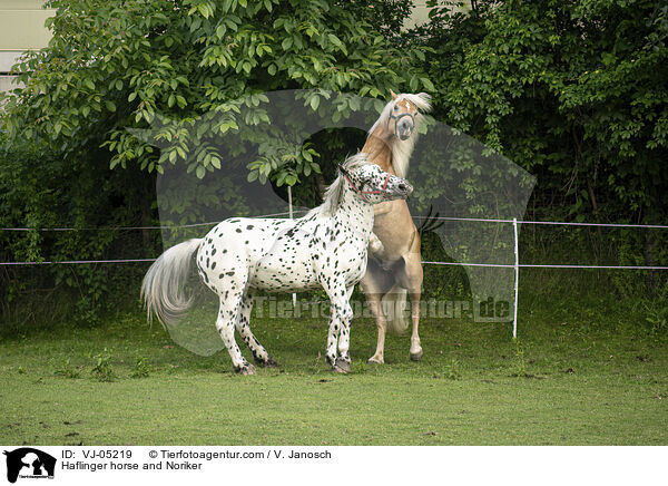 Haflinger und Noriker / Haflinger horse and Noriker / VJ-05219