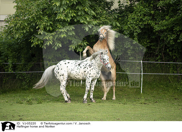 Haflinger und Noriker / Haflinger horse and Noriker / VJ-05220