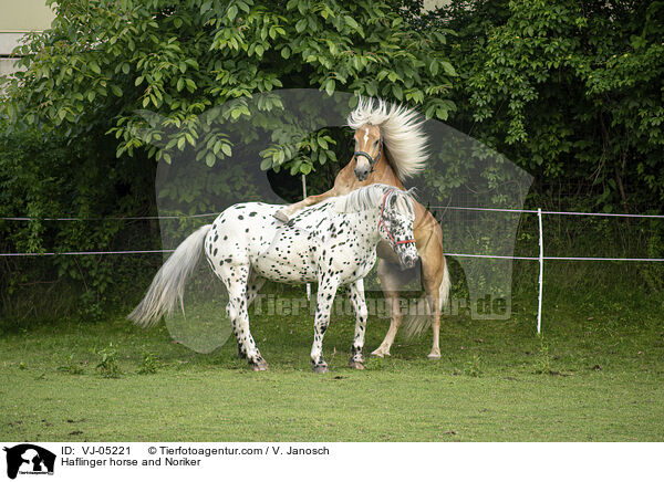 Haflinger horse and Noriker / VJ-05221