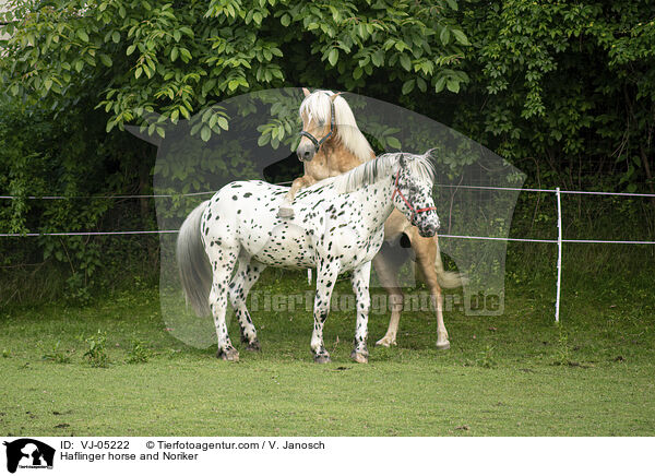 Haflinger horse and Noriker / VJ-05222