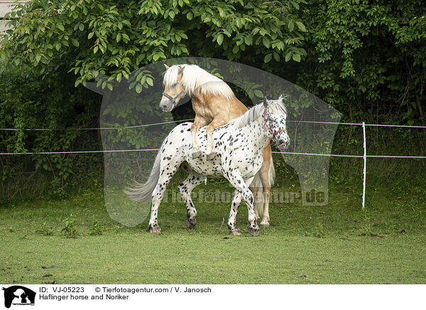 Haflinger horse and Noriker / VJ-05223