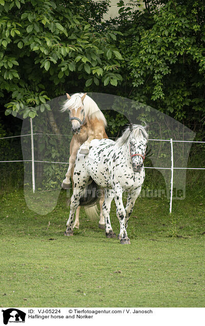 Haflinger und Noriker / Haflinger horse and Noriker / VJ-05224