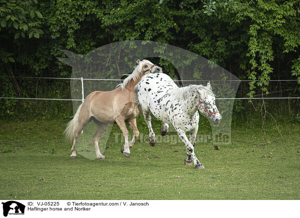Haflinger und Noriker / Haflinger horse and Noriker / VJ-05225