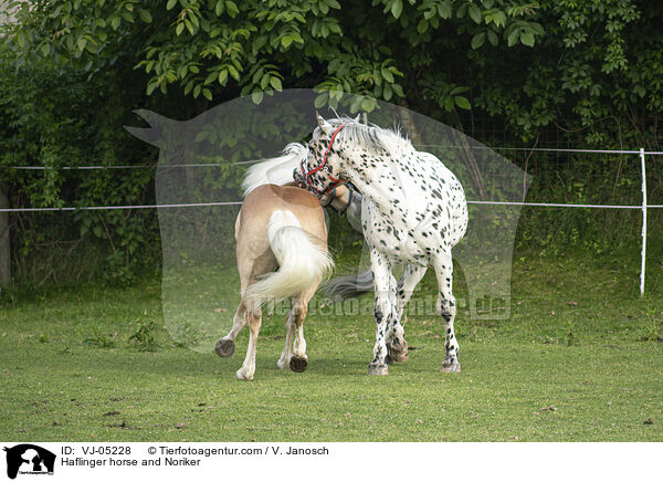 Haflinger und Noriker / Haflinger horse and Noriker / VJ-05228