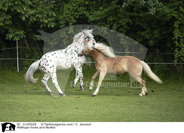 Haflinger horse and Noriker / VJ-05229