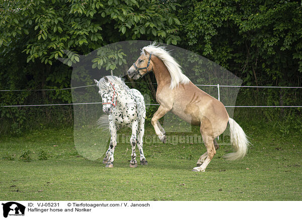 Haflinger und Noriker / Haflinger horse and Noriker / VJ-05231