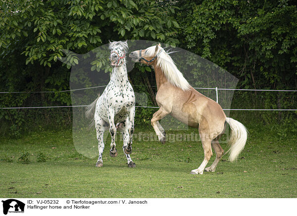 Haflinger horse and Noriker / VJ-05232