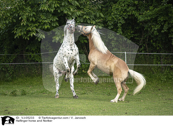 Haflinger horse and Noriker / VJ-05233