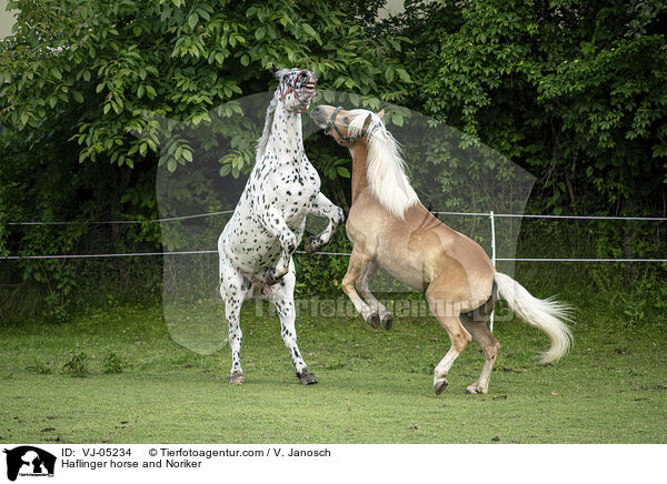 Haflinger und Noriker / Haflinger horse and Noriker / VJ-05234
