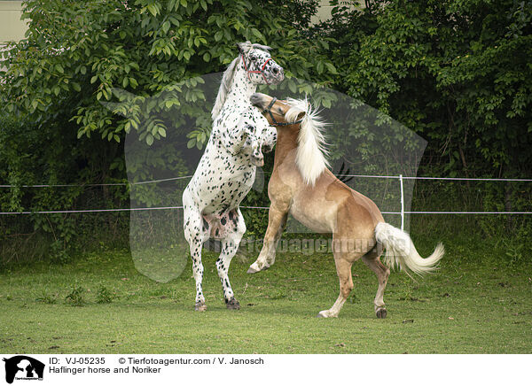 Haflinger horse and Noriker / VJ-05235