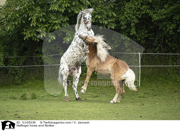Haflinger horse and Noriker / VJ-05236