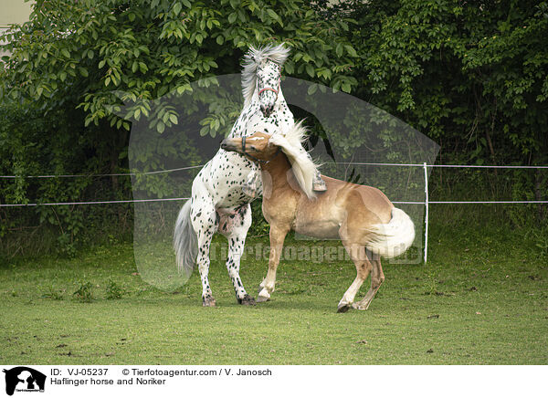 Haflinger und Noriker / Haflinger horse and Noriker / VJ-05237