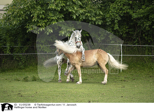 Haflinger horse and Noriker / VJ-05238