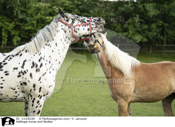 Haflinger horse and Noriker / VJ-05239