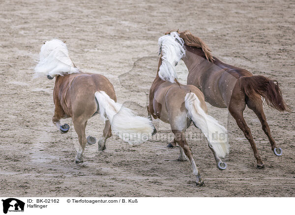 Haflinger / BK-02162