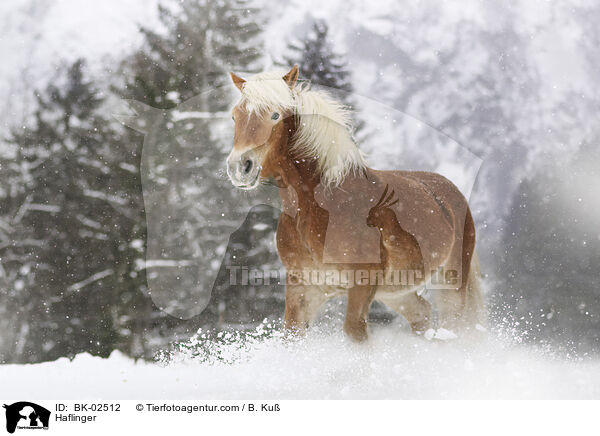 Haflinger / Haflinger / BK-02512