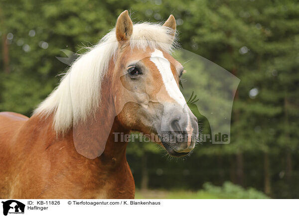 Haflinger / Haflinger / KB-11826