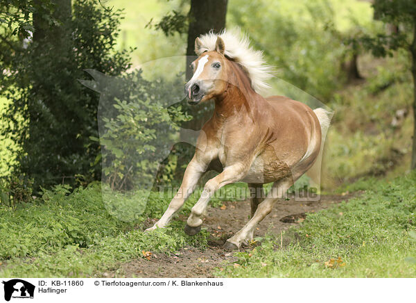 Haflinger / Haflinger / KB-11860