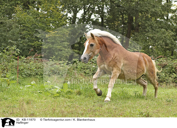 Haflinger / Haflinger / KB-11870