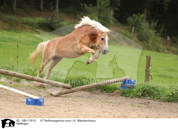 Haflinger / Haflinger / KB-11912