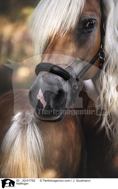 Haflinger / Haflinger / JQ-01762