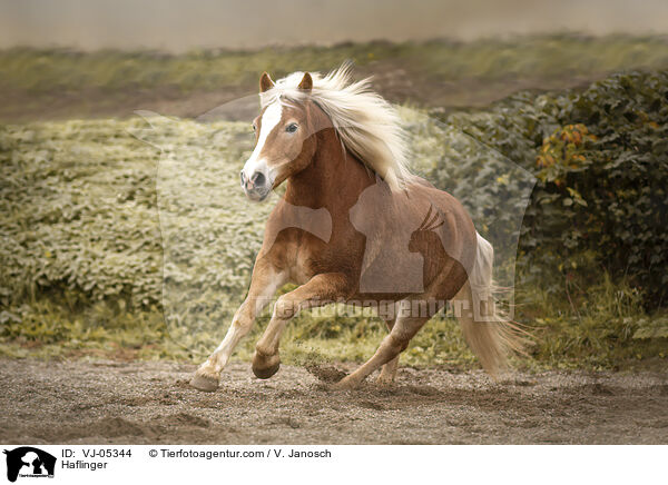 Haflinger / Haflinger / VJ-05344