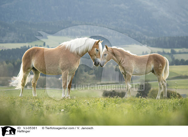 Haflinger / Haflinger / VJ-05361