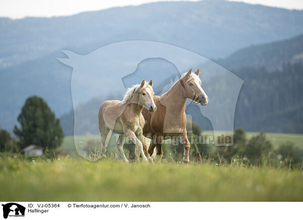 Haflinger / Haflinger / VJ-05364