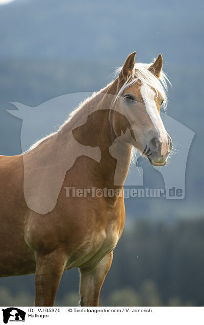 Haflinger / VJ-05370