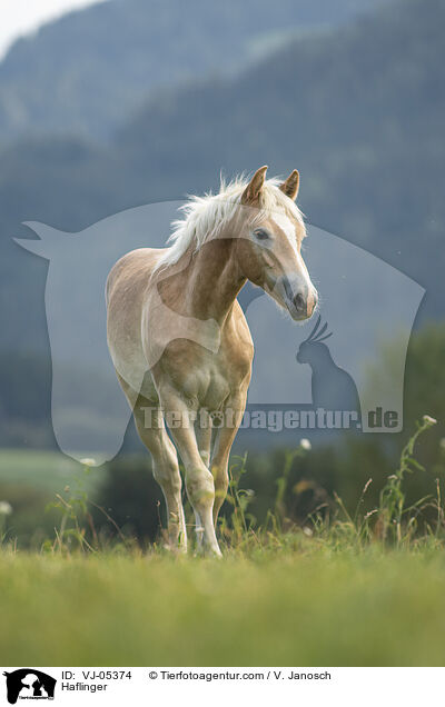 Haflinger / Haflinger / VJ-05374